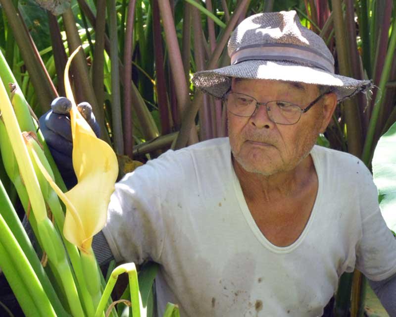 高橋さんの畑で花を咲かせたサトイモ＝１４日、勝浦市