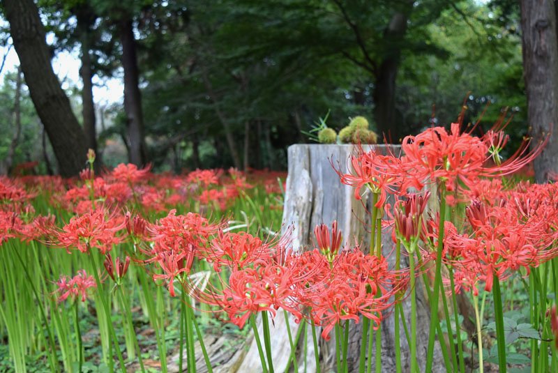 深紅の花を咲かせた彼岸花＝２２日、八千代市の村上緑地公園