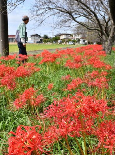 緑地一帯　赤く染め　香取　ヒガンバナ４万本見頃