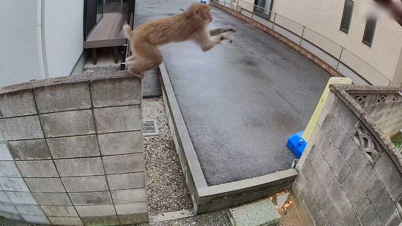 防犯カメラに映ったサル=１０月１８日、習志野市（読者提供）