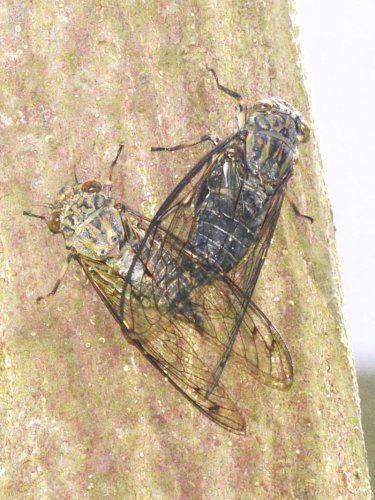 ツクツクボウシの交尾（左メス、右オス）セミ科　オス、メスとも２６～３３ミリ、翅端まで４０～４７ミリ。北海道、本州、四国、九州に分布＝２０２４年９月１７日、木更津市（筆者撮影）
