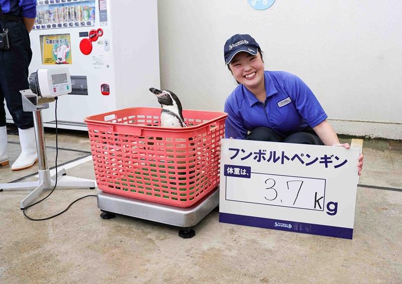 自ら計測器へ　鴨川シーワールド　動物たちの体重公開　セイウチ「リク」９８１キロ　ペンギンは３．７キロ