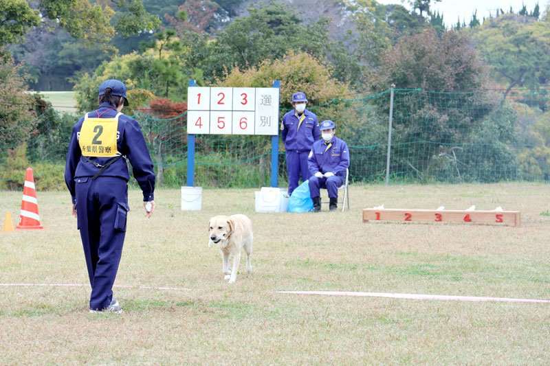 嘱託警察犬審査会　５４頭訓練の成果披露　ビーグルも初出場　千葉県警