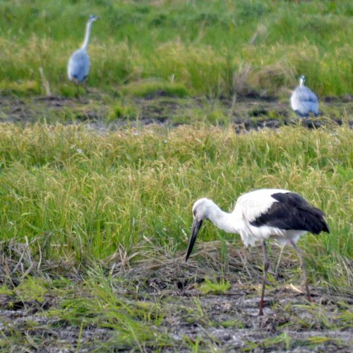 豊かな自然の象徴　コウノトリ５年ぶり飛来　いすみ【動画あり】