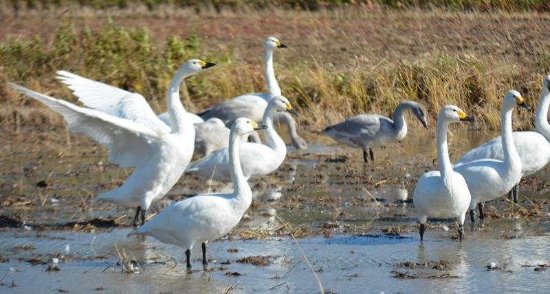 稲刈りを終えた田んぼで餌を探す白鳥＝２７日午前１１時半ごろ、いすみ市
