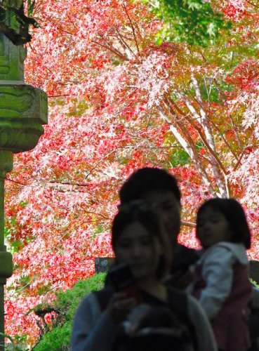 木々の葉が鮮やかに色づく紅葉の時期を迎え、家族連れらが訪れる成田山公園＝１７日、成田市