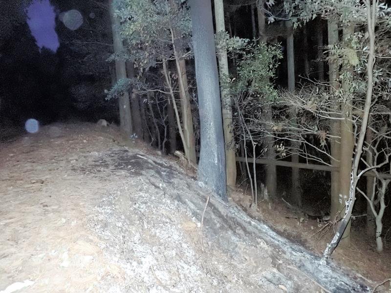 ベトナム人男性の遺体が見つかった現場。道路脇斜面の樹木が焼け焦げていた＝２月９日、大多喜町大田代
