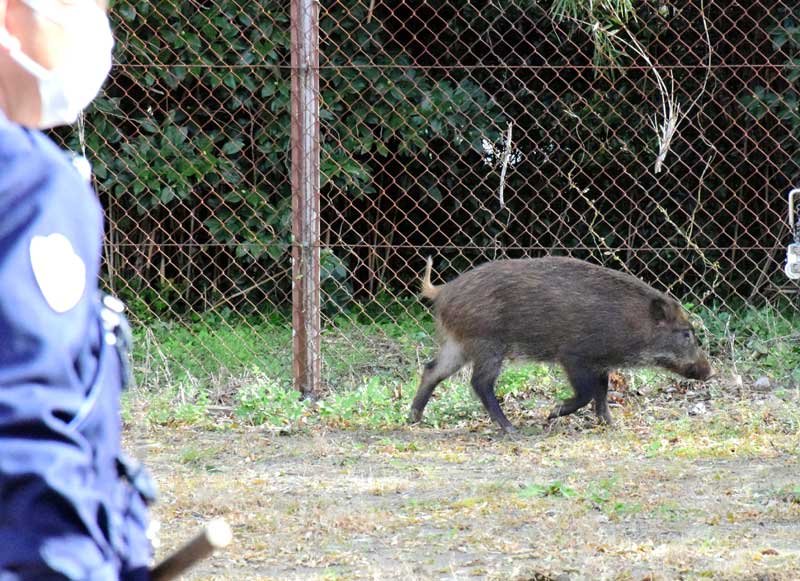長生高校に出没したイノシシ＝１１日、茂原市