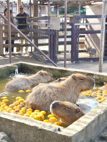 カピバラ親子ぽかぽか　冬至にゆず湯　赤ちゃん初入浴　館山