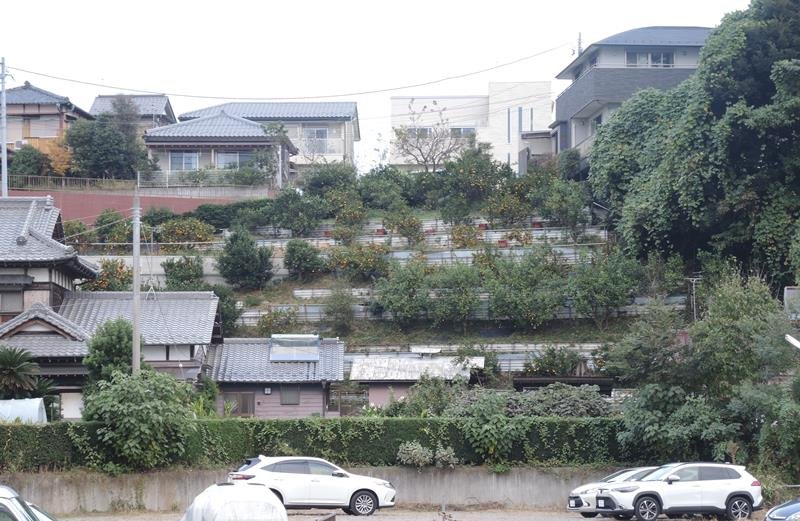 広大な市民農園や斜面緑地が残る新松戸駅東側地区土地区画整理事業の用地＝昨年１１月、松戸市
