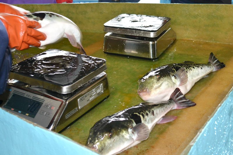 しゃぶしゃぶを堪能！いすみ・大原漁港の朝市で「地だこ・ふぐ祭り」　１２日から、豪華セットが当たるビンゴ大会も