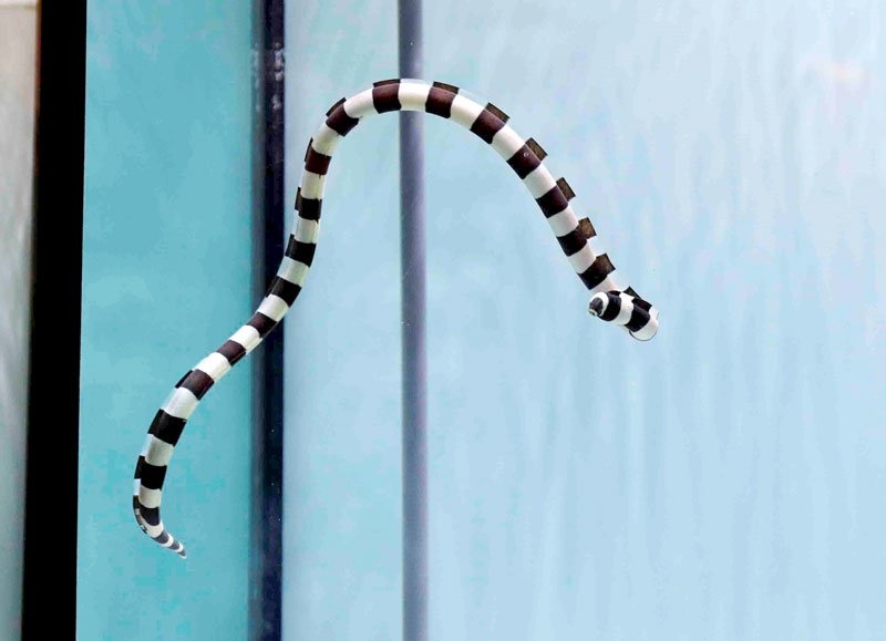 白と黒のしま模様が特徴のシマウミヘビ（鴨川シーワールド提供）