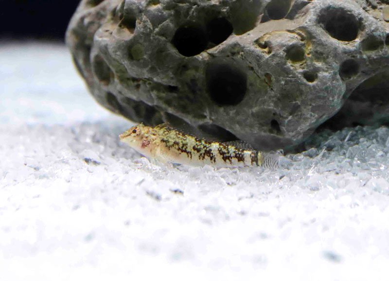 海の”ヘビ”たち大集結　干支ちなんだ生き物紹介　鴨川シーワールド