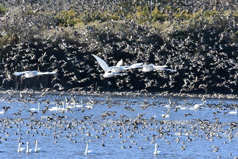 餌場に向けて飛び立つハクチョウ＝１７日、東庄町
