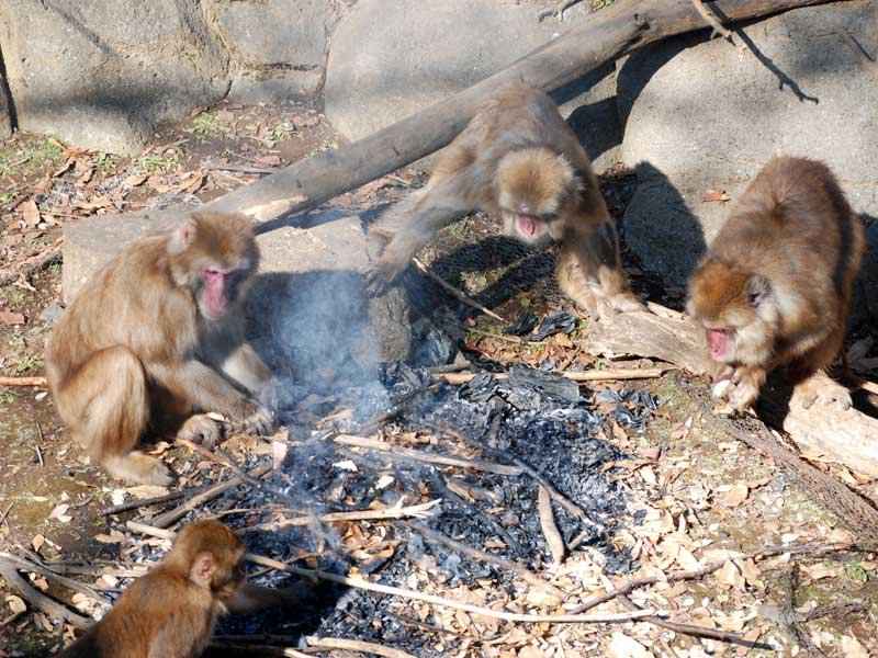 たき火に集まり、食べ物を探すサルたち＝２０日、千葉市若葉区の市動物公園