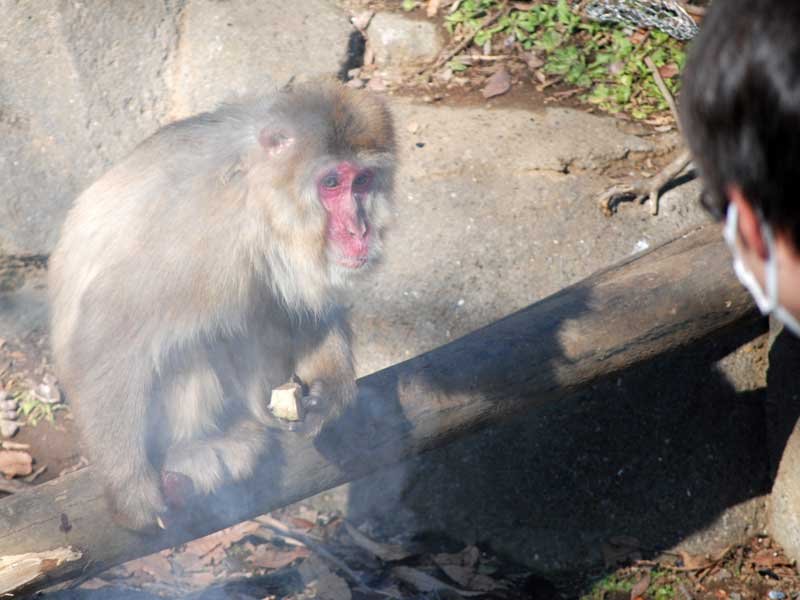 サルたち、焼き芋に「ほっこり」　千葉市動物公園　「大寒」の２０日、たき火で暖