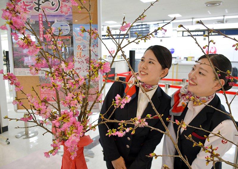 一足早い春の便り　琉球寒緋桜の切り花空輸　成田空港