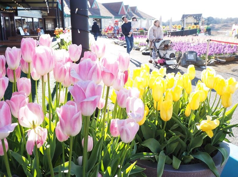 園内所々で一足早く春を告げる色とりどりのアイスチューリップ＝袖ケ浦市
