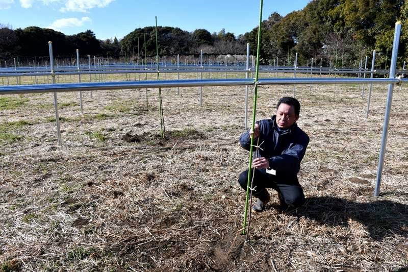 梨の花粉生産専用畑で細長い苗木をチェックする武藤センター長＝６日、市川市
