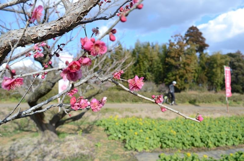 来場者も春の訪れ実感　「天空の梅まつり」始まる　横芝光・坂田城跡　３月９日まで