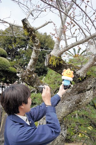 【速報】春本番、銚子でソメイヨシノ「開花」