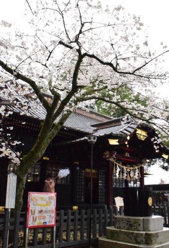 満開のソメイヨシノをおはらいする神職＝２９日、一宮町の玉前神社
