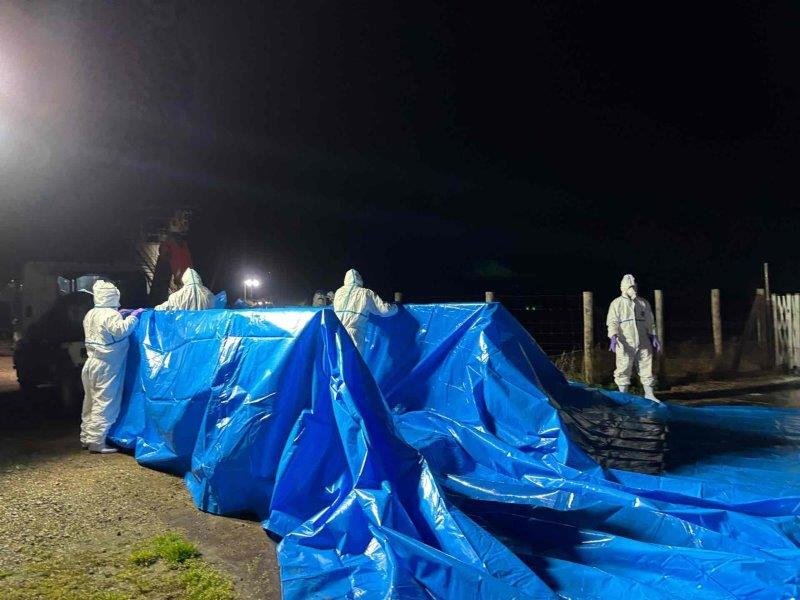 豚熱の感染が確認され、防疫作業が行われた養豚場＝３１日、旭市（県提供）
