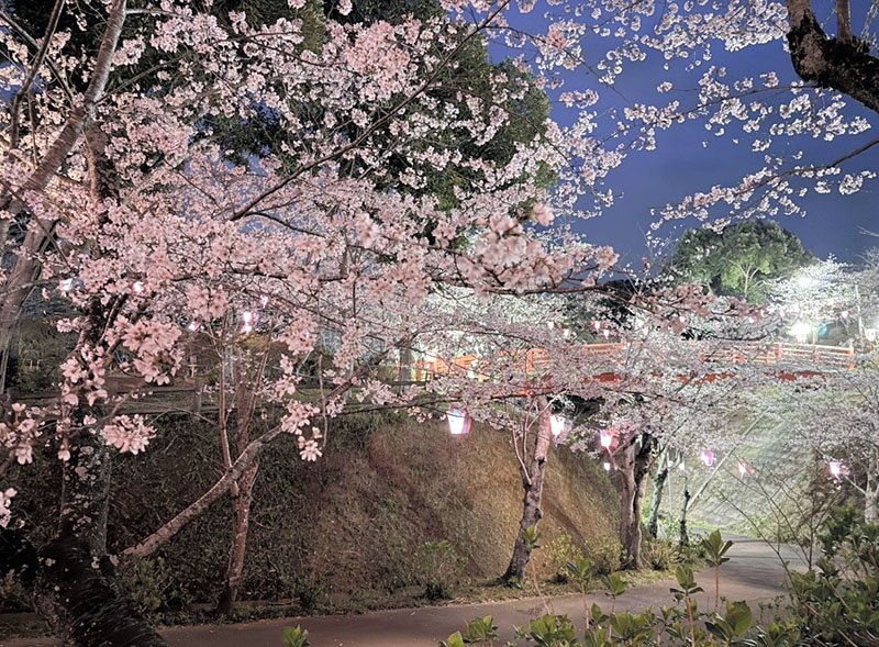 見頃を迎えた小見川城山公園の桜＝３月３１日夜、香取市