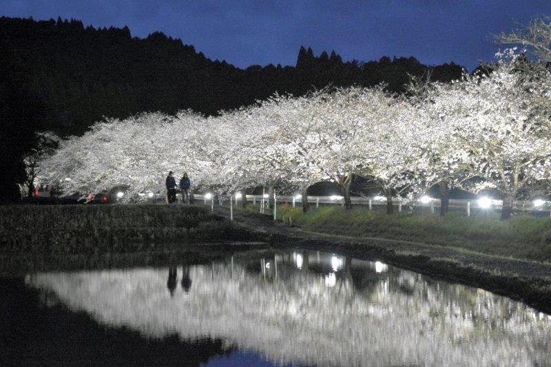 沿道に植えられた１００本のソメイヨシノがライトアップされて田んぼの水鏡に幻想的に浮かび上がった＝２日夜、いすみ市