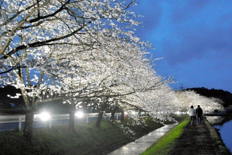 【動画あり】逆さ夜桜、幻想的に　沿道１キロ、ライトアップ　いすみ札森地区