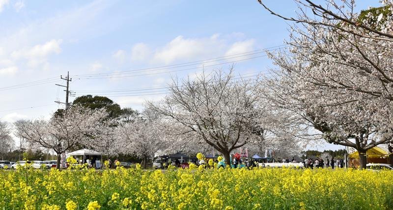 見頃を迎えた桜並木と菜の花＝５日、八街市
