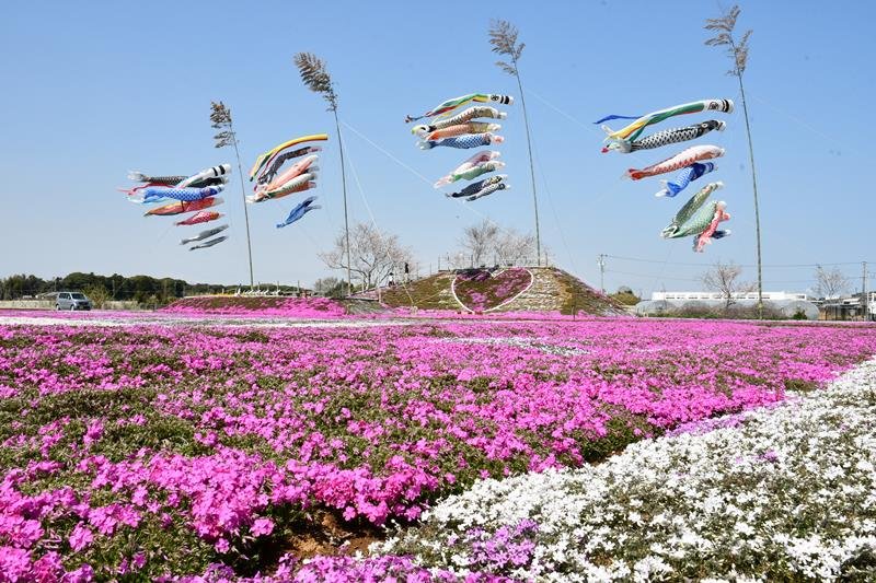 色鮮やかなシバザクラとこいのぼりの共演が楽しめる＝７日、東庄町の東庄ふれあいセンター