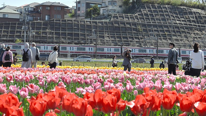 春らんまん！湖畔にチューリップ６０万本　佐倉ふるさと広場、２０日まで恒例フェスタ