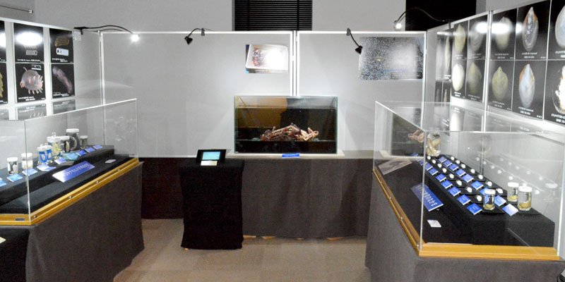 超深海生物にギョギョッ　勝浦・海の博物館で企画展　世界初公開の標本も