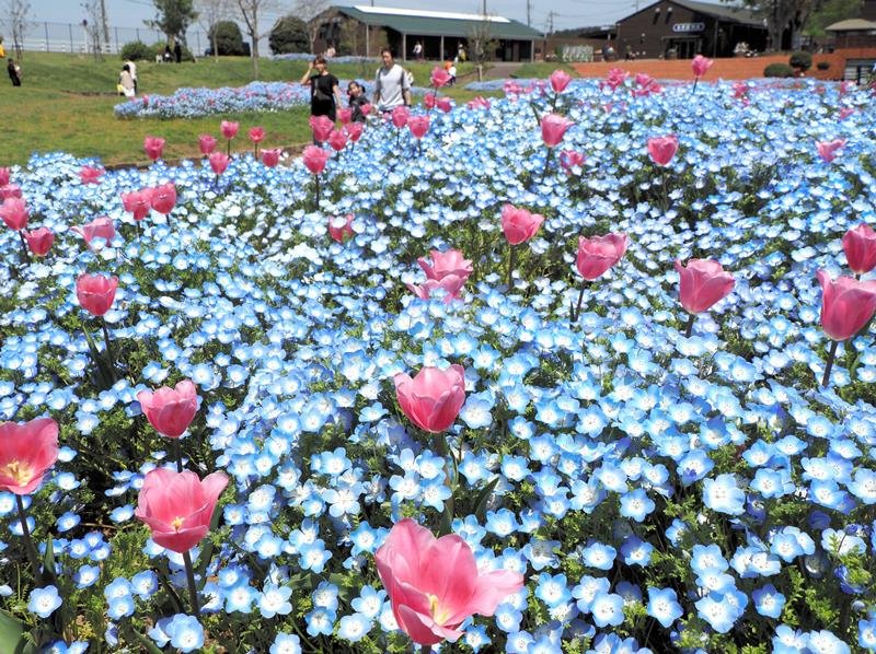 青の絶景そよ風に揺れ　ネモフィラ１００万本が見頃　富津・マザー牧場　