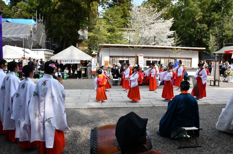 満開の桜の下、豊作祈る　香取神宮で御田植祭　小中学生が舞披露