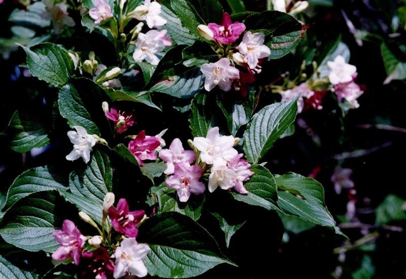 ハコネウツギ　花小＝２００２年５月８日、千葉市（初芝清氏撮影）