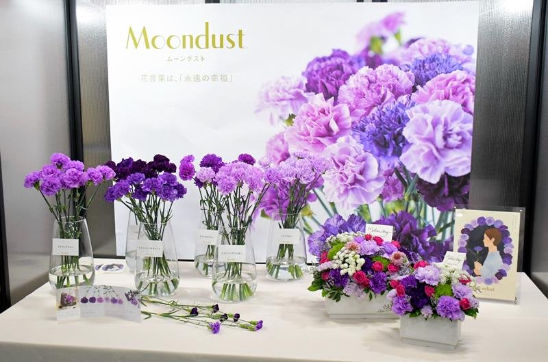 「永遠の幸福」を母に　成田空港に５０万本空輸　芝山から全国へ　“青い”カーネーション