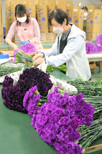 「母の日」に向けて次々と空輸される「ムーンダスト」のこん包作業に大忙しな従業員＝３０日、芝山町