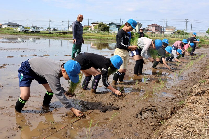 児童らは１列に並んで苗を植えていった＝山武市