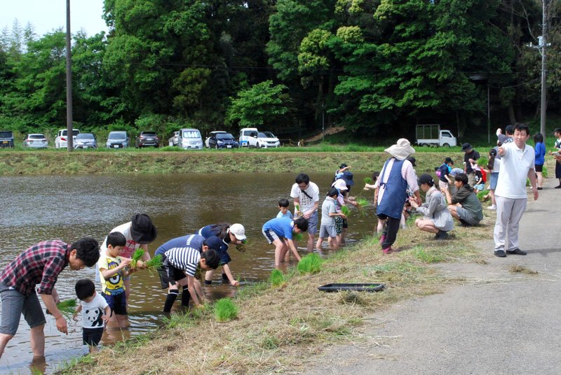 田植えをする参加者＝１１日、千葉市若葉区谷当町