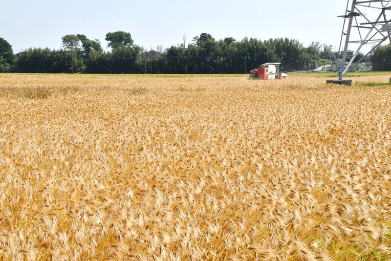 麦作団地で大麦の収穫が始まり、黄金色に色づいた畑の中をコンバインが何度も行き来していた＝２０日、野田市