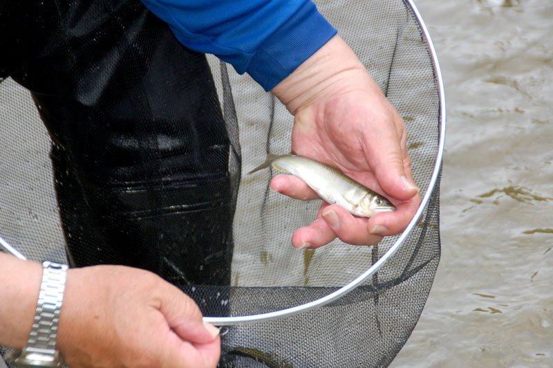 魚影確認、成長に期待　６月解禁前にアユ試し釣り　市原・養老川