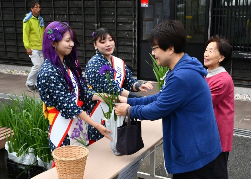 「あやめ祭り」香取で開幕　水郷彩るハナショウブ　紫色や白色、涼しげに　見頃は６月上旬