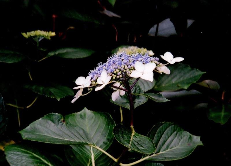 ガクアジサイ　花　横＝２００９年６月４日、大房岬（川名興撮影）