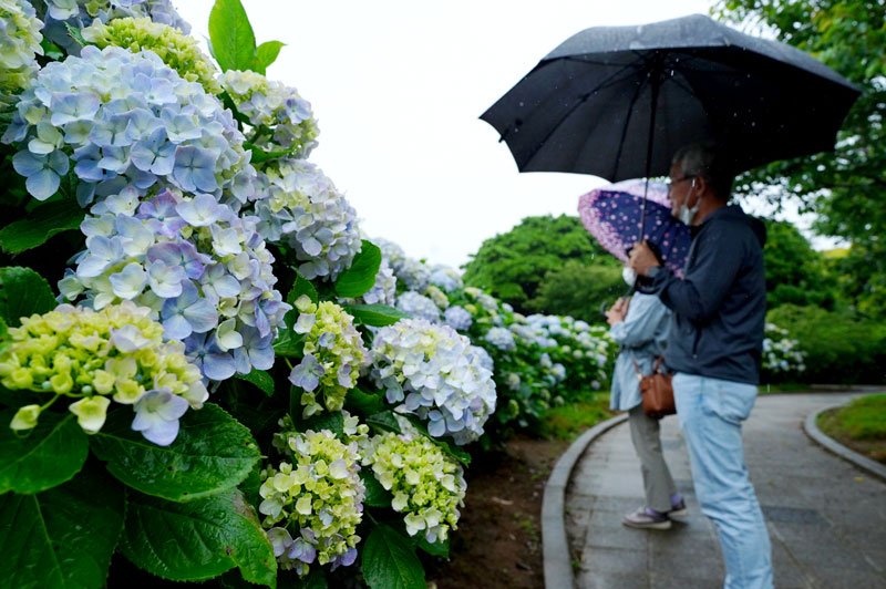 梅雨空に彩り　銚子　アジサイ見頃