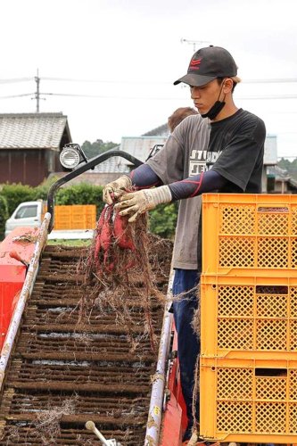 実ったサツマイモを収穫する社員