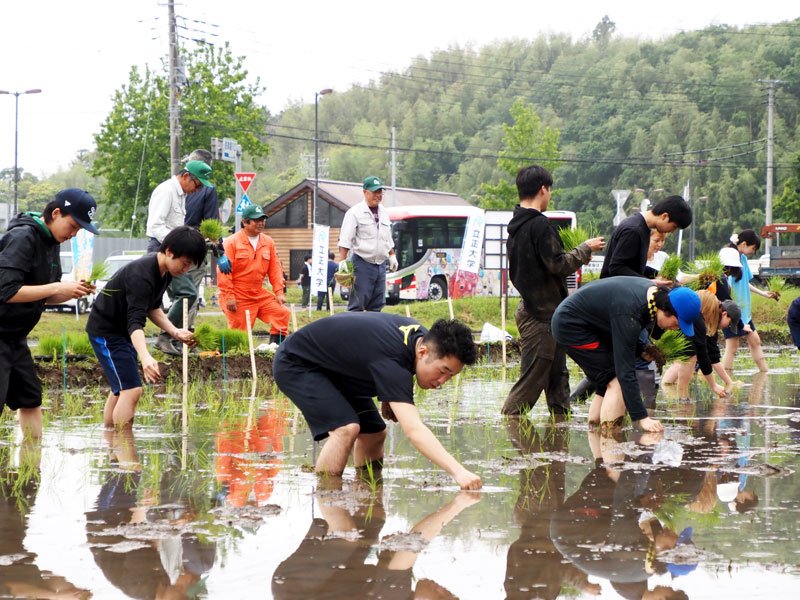 認定農業者の指導を受け、田植えをする立正大生＝君津市
