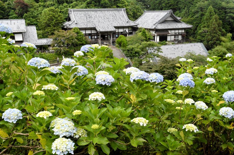 開花し色付き始めた麻綿原高原のアジサイ。奥は妙法生寺＝２４日、大多喜町