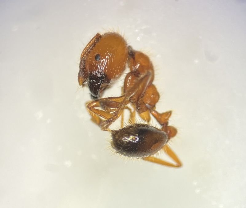 今回確認されたアカカミアリ （千葉県生物多様性センター提供）